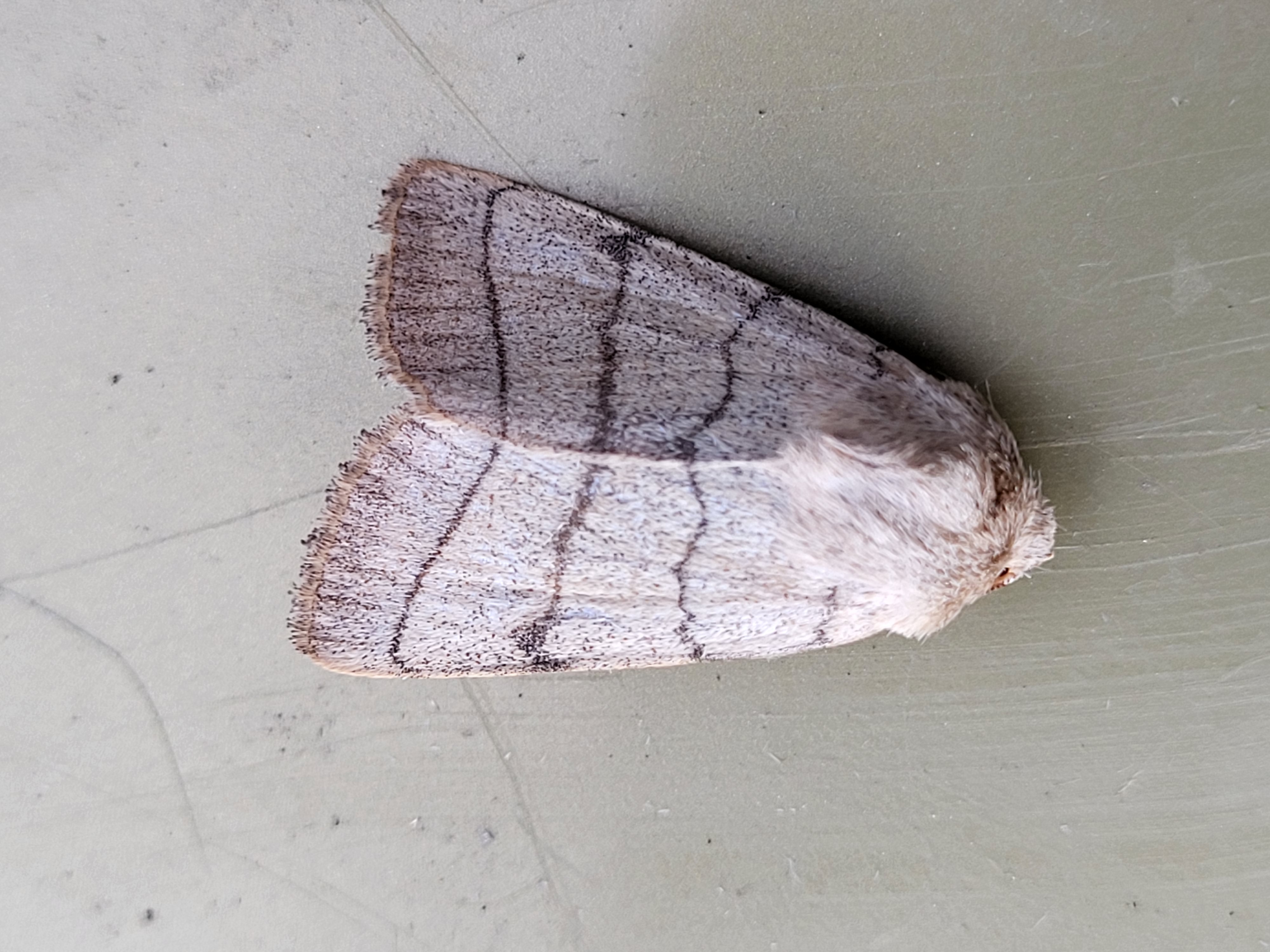 Photo of Treble Lines (Charanyca trigrammica)